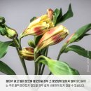 수수한플라워 이미지