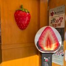 신광당 | 여수 디저트 이순신 광장 딸기 모찌 서녹씨