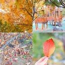 경기도 시흥 여행 비둘기공원 단풍 구경 주차장