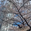 수선화메디칼