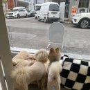 땡큐 베리 도그 네이버블로그