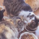 연은동물병원 이미지