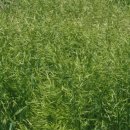 자생초농장 이미지