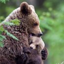 엄마와 아기곰 이미지