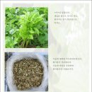어수리 산채