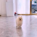 그루밍 애견미용 이미지