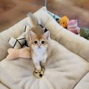 아담스펫강아지&가필드고양이 | 창원중앙동 고양이분양 아담스펫강아지&amp;가필드고양이 입니다. 오늘 소개 드릴 아이는 브리티쉬숏헤어...