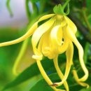 일랑일랑 이미지