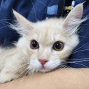 영광동물병원 이미지