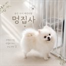 호텔멍 | 용인 수지 애견호텔 멍집사 내돈내산 호텔링 이용 후기