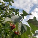 복골농장 이미지