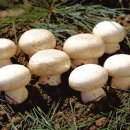 석탑영농조합법인 이미지