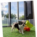 광주 강아지분양 고양이분양 어반펫 광주본점 이미지