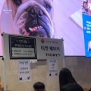 위대한견생 | [영화/언더독] 견생역전을 위한 위대한 모험! 영화 언더독 무대인사 시사회 후기