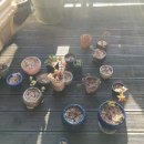 로즈마리팬션 이미지