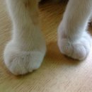 개와고양이 이미지