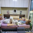 슈가독살롱 이미지