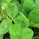 행복나누기 이미지