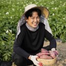 네이버) 해남 꿀 고구마 1kg 3,300원 무료배송 이미지