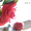 안산 식물원 이미지