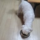 개순이상점 이미지
