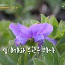 365일 들풀묵상 102 / 갯완두(4월 11일) 이미지