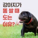 쌀강아지 이미지