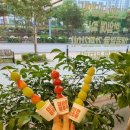 [평택] 대단한 인기가 있는 과일탕후루 맛보러 대단한탕후루 평택현촌점