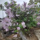 체육관사거리 이미지