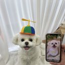 솔안초등학교 | 부천 비숑 아트돌 제작 후기 _귀여움 폭발