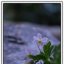 강원도자연환경연구공원 | 홍천 강원도자연환경연구공원, 깽깽이풀 절정 지나기 전 마지막 풍경