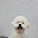 멍멍살롱 | 익산애견미용실 우리 아이 첫 방문, 익산 멍멍살롱 후기