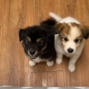 우리강아지(My Dog) 이미지