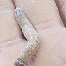 더케어팜 | 치유농업운영자교육 후기｜동물 활용 치유농업 프로그램의 실제 효과