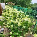 숲속 정원 이미지