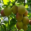 대석농장 이미지