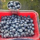 블루베리 수확에 왠 수저통? 이미지