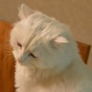 냥이 많은 식탁 이미지