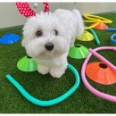 아주유치원 | 🐶✨ 부산강아지유치원 | 서면 멍데뷰 애견호텔, 찐으로 솔직한 강아지 돌봄 후기!