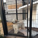 한국진돗개육종연구소 이미지