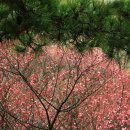 매화2공원 이미지