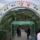 10월06일(화)[07:00출발]경남 하동 북천 코스모스&amp;메밀축제 관광 함께하셔요~~ 이미지