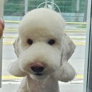 메종 드 펫 이미지