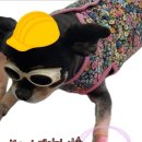 손대하 동물병원 이미지