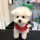 올리브 애견 이미지