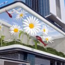 희망의 꽃 이미지