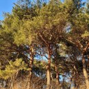 교촌태양광 이미지