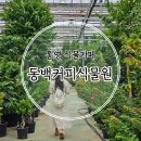 통영동백커피식물원 | 통영 식물카페 식집사 엄마들이 오면 좋아하는 동백커피식물원