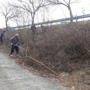 국도13호선 가로수 네이버블로그