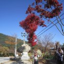 월명리 입구 ~ 월명리마을 | 사명산 임도 단풍+절경